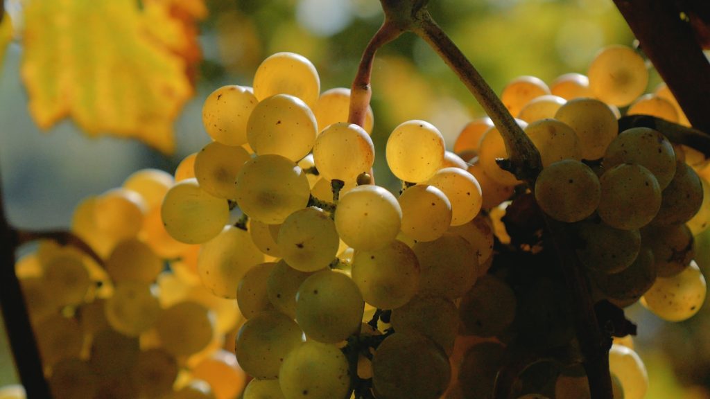 Białe winogrona Wieliczka