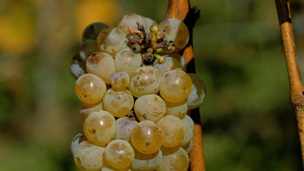 białe wino Wieliczka