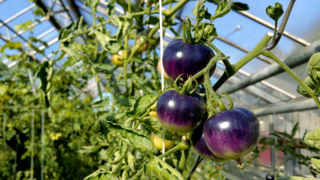 fioletowe pomidory